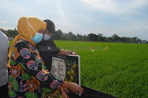 KUNJUNGAN : Dirjen Bangda Kemendagri, Hari Nur Cahya Murni didampingi Sekda Fahrizal Fitri meninjau lokasi pengembangan food estate, kemarin.(BIROADMINISTRASIPIMPINAN/RADARPALANGKA)