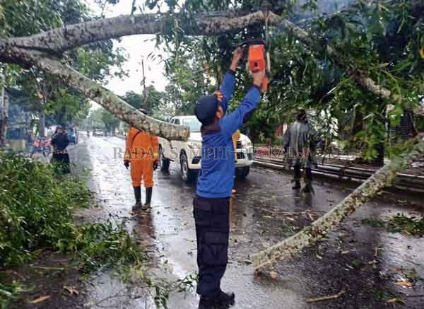 WASPADA POHON TUMBANG : Warga Kabupaten Kotawaringin Barat (Kobar) terutama para pengendara kendaraan baik roda dua dan empat di minta untuk mewaspadai tumbangnya pepohonan akibat hujan deras yang disertai angin kencang dan petir, tampak Damkar Kobar saat