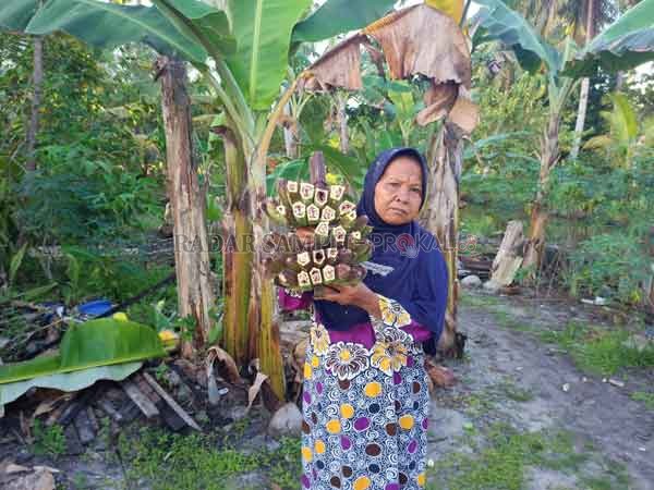 PENYAKIT TANAMAN: Petani di Desa Pematang Panjang, Kecamatan Seruyan Hilir, memperlihatkan kondisi buah pisang kepok yang rusak dan tidak bisa dimakan karena terserang penyakit.(ALDI SETIAWAN/RADAR SAMPIT)