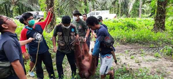 EVAKUASI ORANGUTAN : Tim Wildlife Rescue Unit (WRU) Seksi Konservasi Wilayah (SKW) II Balai Konservasi Sumber Daya Alam (BKSDA) Kalteng dan OFI mengevakuasi dua individu Orangutan dan mentranslokasikan mereka ke Camp Seluang Mas 2 OFI Kecamatan Hanau, Kab