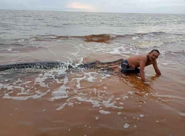 SENSASI : Mustafa saat berfoto seolah-olah ditarik oleh buaya yang ternyata adalah buaya mati. Lokasi diambilnya dokumentasi tersebut diketahui berada di Sungai Baru, Desa Sungai Cabang, Kecamatan Kumai, Kabupaten Kobar, Minggu (24/1).(ISTIMEWA)