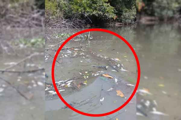 Ikan-ikan mati di Sungai Kasai, Desa Barunang Miri, Kecamatan Parenggean, Kabupaten Kotawaringin Timur, diduga karena bocornya limbah perusahaan.(IST)