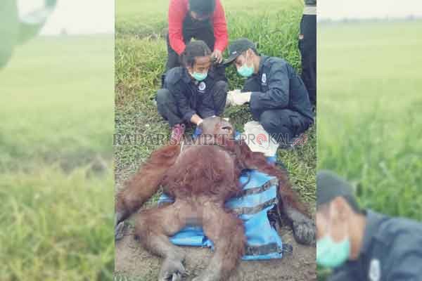 BKSDA Kalteng bersama Orangutan Foundation International (OFI)  melakukan rescue terhadap  orangutan  di Sungai Bujur Malang Sembilan, Desa Lempuyang, Kecamatan Teluk Sampit, Kabupaten Kotawaringin Timur (Kotim), Minggu (31/1). (ISTIMEWA)