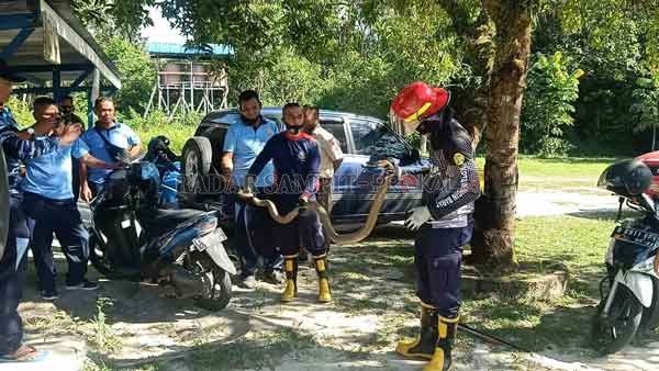 EVAKUASI: Ular jenis king cobra sepanjang empat meter yang berhasil dievakuasi dari toilet kompleks TNI AU Lanud Iskandar Pangkalan Bun, Jumat (5/2).(DAMKAR KOBAR/RADAR PANGKALAN BUN)