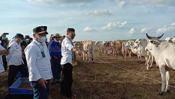 KUNJUNGI PETERNAKAN : Kementan RI M. Syahrul Yasin Limpo bersama Gubernur Kalteng Sugianto Sabran saat meninjau peternakan sapi di Sukamara.(   FAUZIANUR/RADAR SAMPIT)