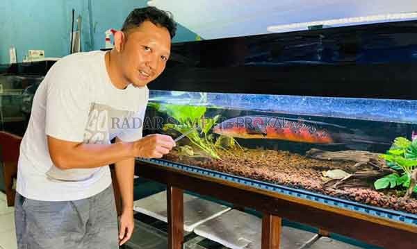 LANGKA: Desse Arbarianto menunjukkan koleksi ikan hiasnya.