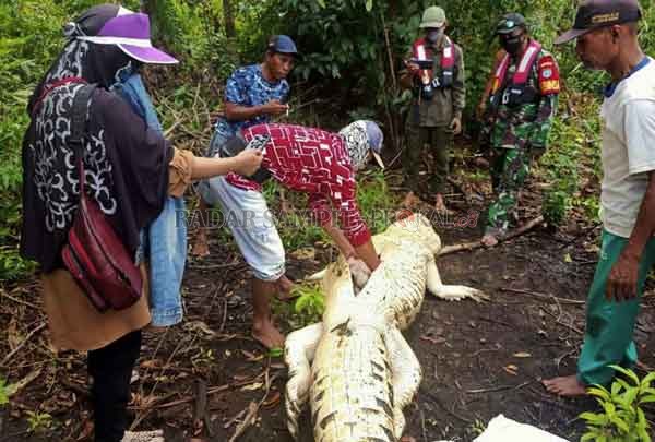 BUAYA : Perut buaya yang dibelah untuk mengetahui korban yang dimangsa buaya beberapa hari lalu.(POLSEK SEBANGAU KUALA For RADAR SAMPIT)