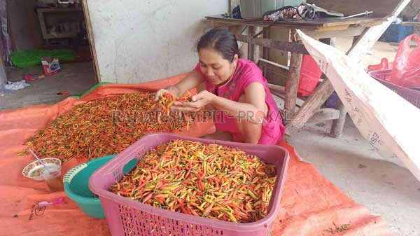 MAKIN MAHAL : Pedagang sedang menyiapkan cabai sebelum berangkat ke pasar. Saat ini harga cabai mencapai Rp150 ribu per kilogram.(   RIA MEKAR/RADAR PANGKALAN BUN)
