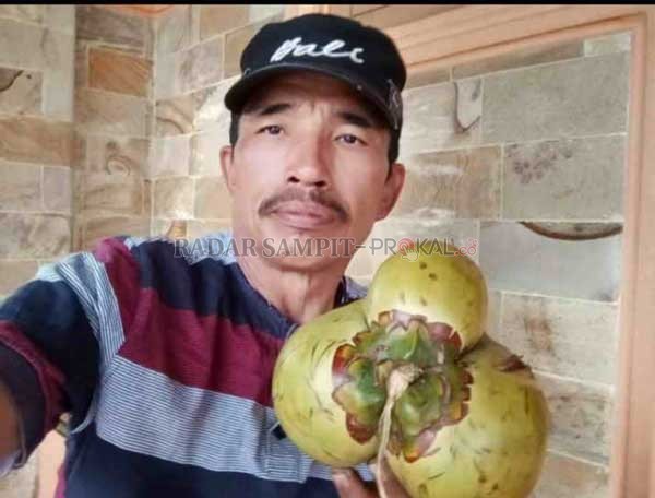 UNIK: Darhamsyah, warga Sidorejo, Kecamatan Arut Selatan, Kabupaten Kotawaringin Barat (Kobar), menemukan kelapa aneh di kebun saudaranya, Jumat (27/2).(ISTIMEWA/RADAR PANGKALAN BUN)