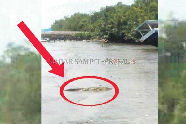 Salah satu buaya yang terpantau warga muncul di Sungai Kumai, Desa Kapitan, Kecamatan Kumai, Kabupaten Kobar, Kamis (4/3).(ISTIMEWA/RADAR PANGKALAN BUN)