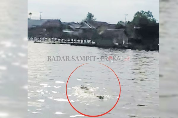 BUAYA SENYULONG : Buaya Senyulong kembali muncul di Sungai Arut RT 02 dan RT 03, Raja Seberang, Kecamatan Arsel, Kabupaten Kobar, Selasa (23/3).(ISTIMEWA/RADAR PANGKALAN BUN)