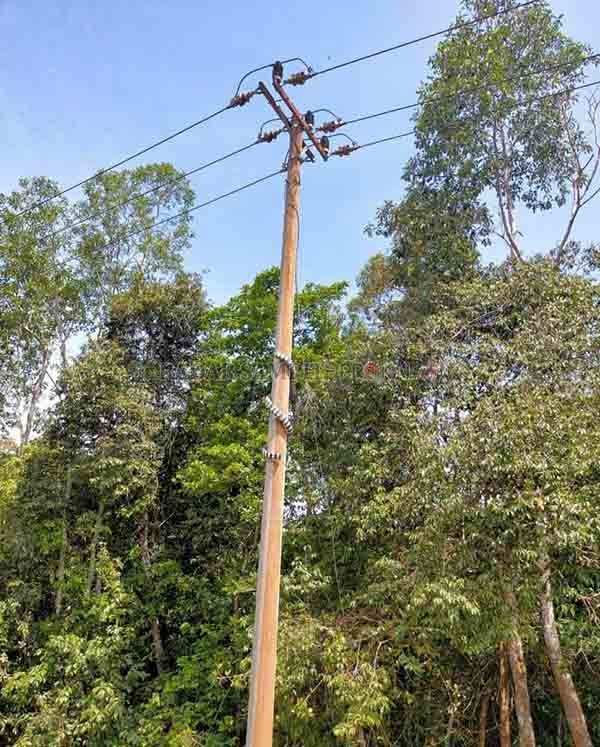 ULAR PALSU: Salah satu tiang listrik di pesisir Kumai, Kecamatan Kumai, Kabupaten Kobar yang dipasang animal quard menyerupai ular sanca, belum lama ini.