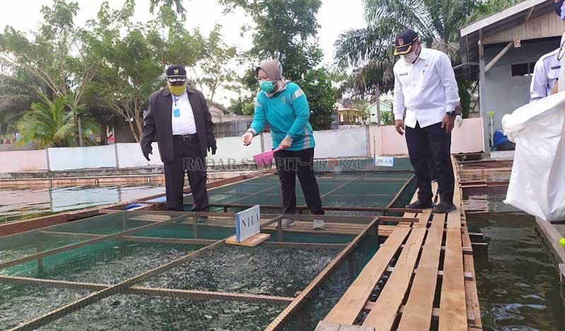 PENGEMBANGAN PERIKANAN KERAMBA: Bupati Kobar Hj Nurhidayah saat menebar bibit ikan di salah satu kolam di Desa Pasir Panjang baru ini.
