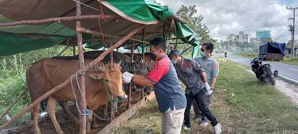 PEMERIKSAAN HEWAN KURBAN: Dinas Peternakan dan Kesehatan Hewan (DPKH) Kabupaten Kotawaringin Barat (Kobar) mulai gencar melakukan pengecekan hewan kurban.