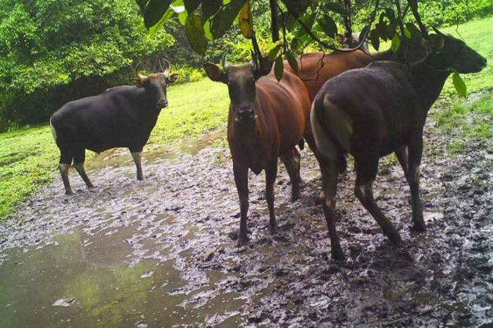 TERANCAM PUNAH: Banteng Kalimantan yang berhasil terekam dari kamera trap yang dipasang oleh tim Yayorin, Selasa (10/1/2023). (ANTARA/HO-Dokumentasi Yayorin)