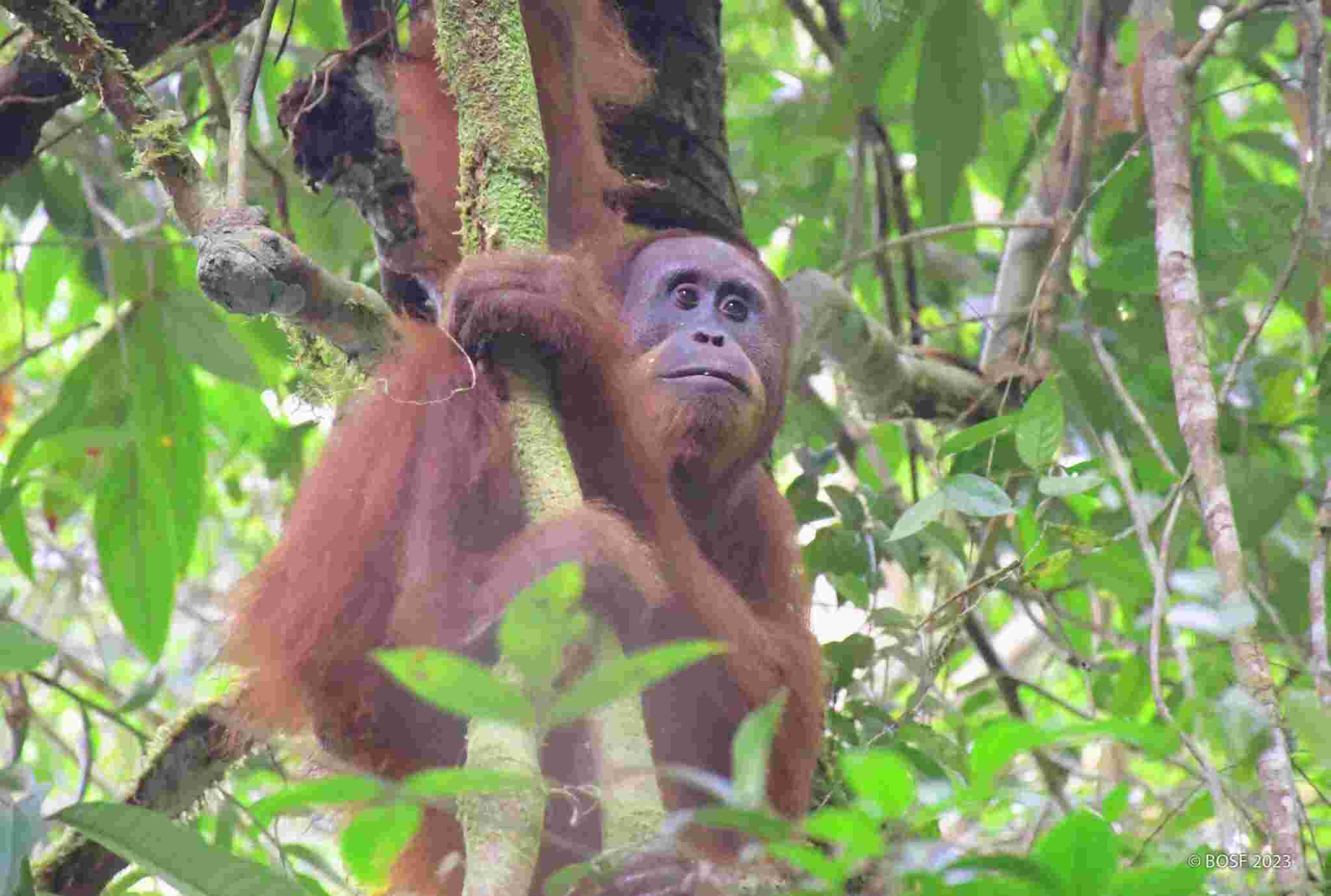 ORANGUTAN : Salah satu orangutan yang dilepasliarkan ke habitat alaminya oleh Borneo Orangutan Survival (BOS) Foundation. (ISTIMEWA/RADAR PALANGKA)