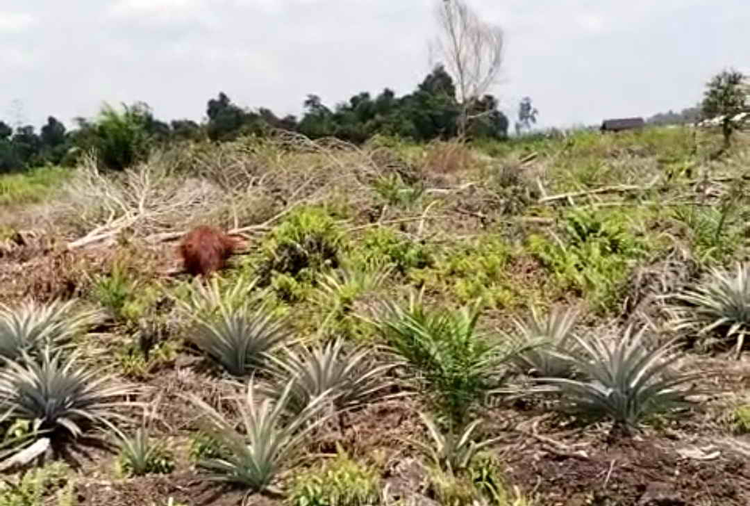 MERESAHKAN: Orang utan kepergok warga merusak dan mengambil buah nanas di Jalan Ahmad Shaleh km 20, ruas Pangkalan Bun-Kotawaringin Lama, belum lama ini. (ISTIMEWA/RADAR SAMPIT)