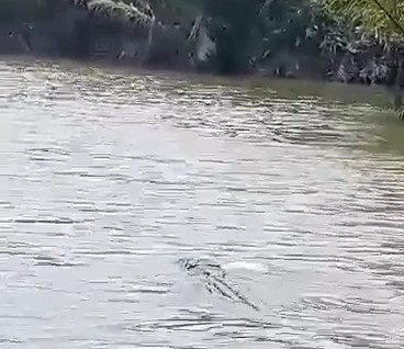 Buaya muara di Sungai Sekonyer saat menyeret mangsanya menepi ke hutan Nipah di tepi Sungai, Minggu (8/10/2023) (ISTIMEWA/RADAR PANGKALAN BUN)