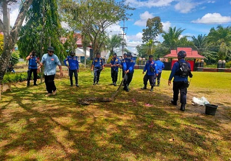 PELATIHAN: Petugas Disdamkarmat Kotim sedang melakukan pelatihan menangkap ular, beberapa waktu lalu.