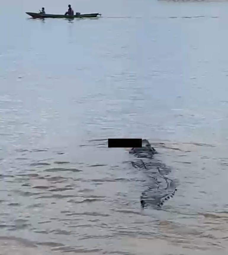 Seorang bocah berusia 10 tahun dikabarkan tewas diterkam buaya di kawasan Sungai Arut Kelurahan Mendawai Seberang, Kecamatan Arut Selatan, Kabupaten Kotawaringin Barat (Kobar), Kalimantan Tengah, Sabtu (25/11/2023) pukul 10.15 WIB.