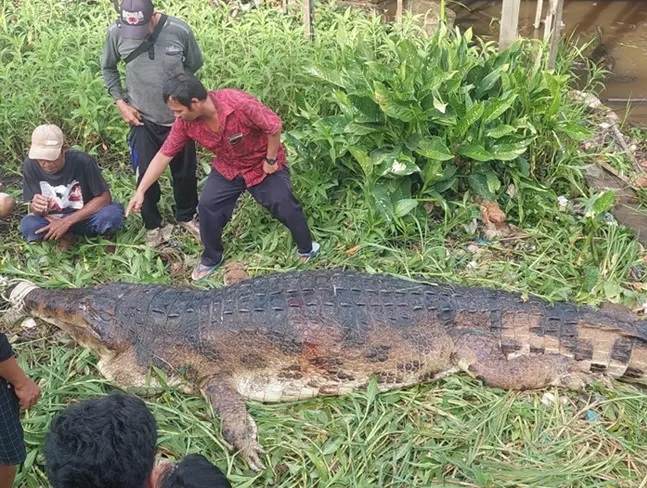 Buaya Senyulong, sepanjang 5 meter yang berhasil dibunuh warga dan  dievakuasi oleh warga di RT 05, Kelurahan Raja Seberang, Kecamatan Arut Selatan, Sabtu (25/11/2023) (Istimewa)