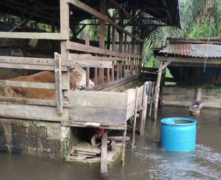Salah satu kandang sapi milik warga terdampak banjir luapan sungai Inragiri di Desa Redang Kecamatan Rengat Barat, Inhu, Rabu (3/1/2024).