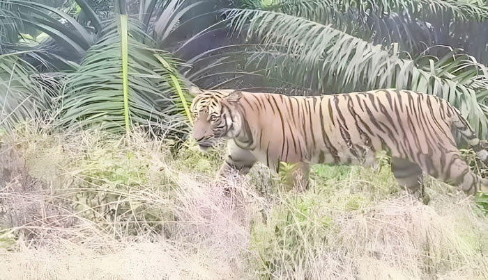 HARIMAU: Seekor harimau sumatera melintas di areal perkebunan warga di Kecamatan Kelayang, Kabupaten Indragiri Hulu, baru-baru ini.