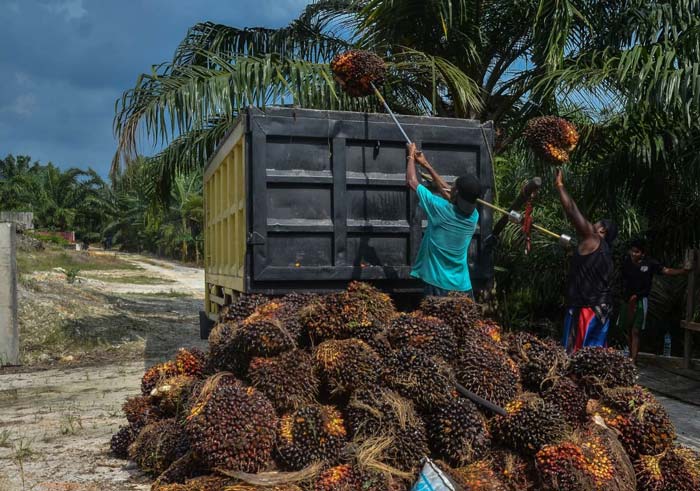 Para petani sedang memuat tandan buah segar (TBS) kelapa sawit ke dalam dump truk, belum lama ini.