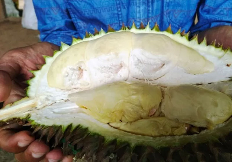 Ilustrasi buah durian: Agar lemak tidak bertumpuk dan kolsterol berlebih, mulai sekarang, jangan terlalu banyak makan buah durian.