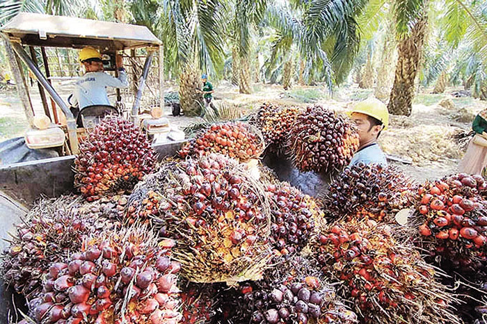 Petani kelapa sawit mengangkut tandan buah segar (TBS) saat panen, baru-baru ini.