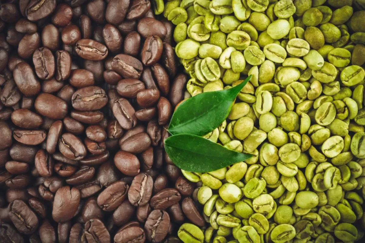 Biji kopi hitam dan hijau.