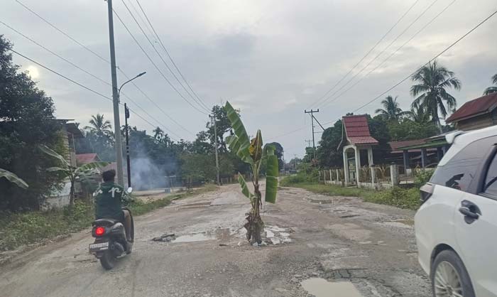Warga Desa Baturijal Hulu meluapkan kekesalannya dengan menanam pohon pisang di tengah jalan akibat jalan rusak tidak kunjung diperbaiki, Jumat (19/1/2024).