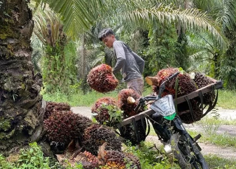 Petani kelapa sawit saat memanen buah sawit.