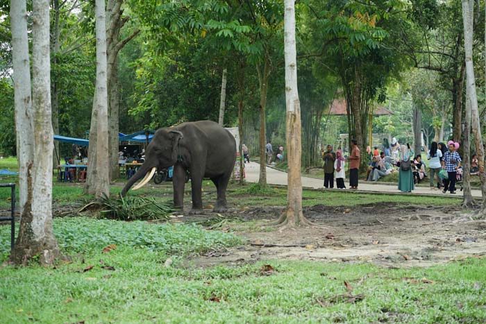 Pengunjung melihat satwa gajah di Kebun Binatang Kasang Kulim Kampar Riau, belum lama ini.