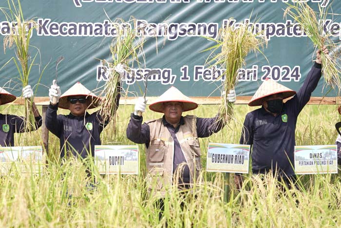 Gubernur Riau Edy Natar Nasution didampingi Plt Bupati Kepulauan Meranti Asmar saat panen raya padi di Desa Topang, Kecamatan Rangsang, Kepulauan Meranti, Kamis (1/2/2024).