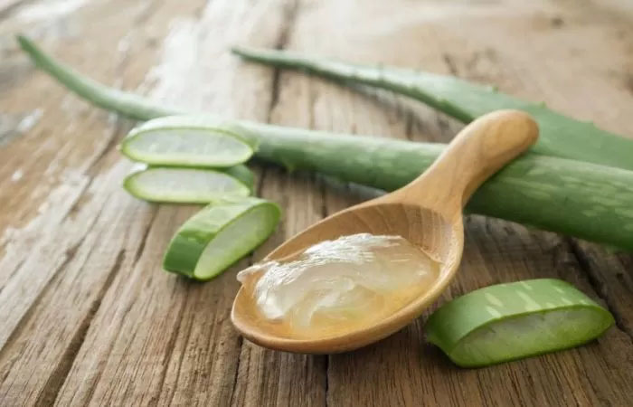 Ilustrasi aloe vera atau lidah buaya.