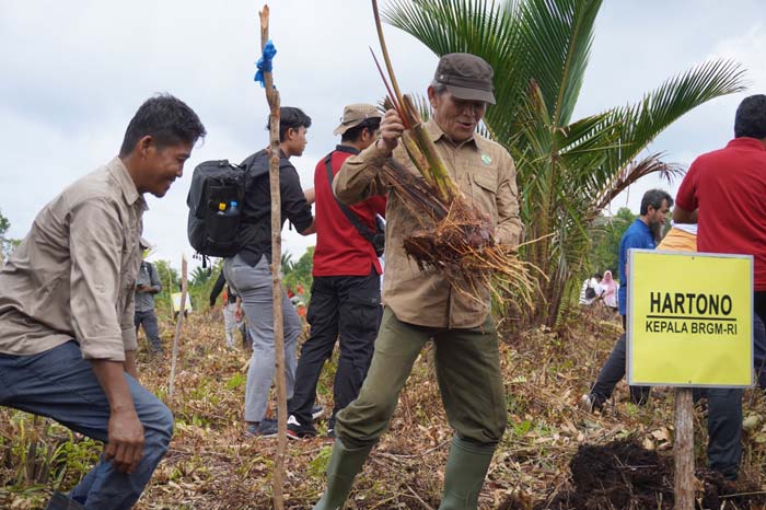 Kepala BRGM RI Hartono saat melakukan penanaman bibit sagu di Desa Lukit, Kabupaten Meranti, Rabu (7/2/2024).