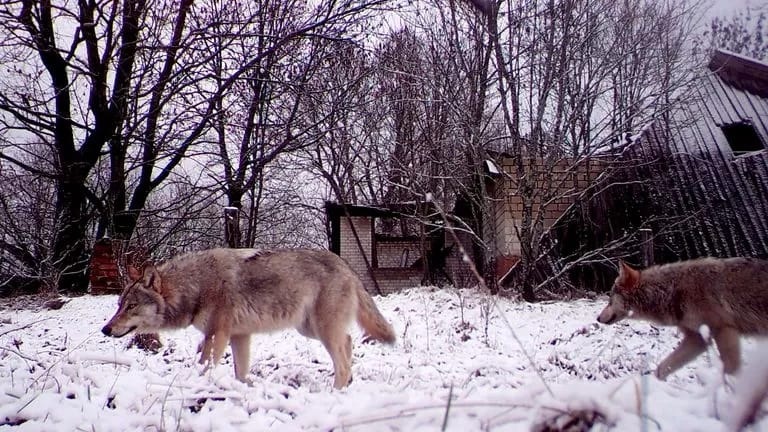 Serigala berjalan di Zona Eksklusi Chernobyl (CEZ).