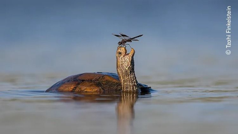 &lsquo;The Happy Turtle&rsquo; oleh Tzahi Finkelstein.