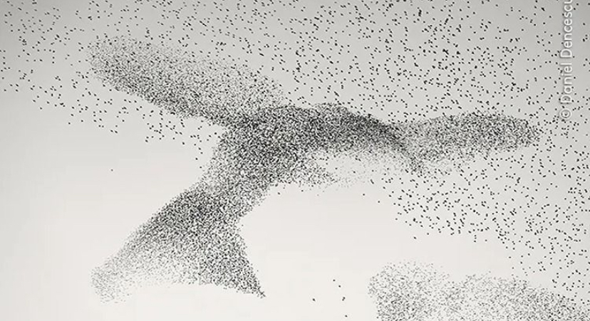 &lsquo;Starling Murmuration&rsquo; karya Daniel Dencescu.