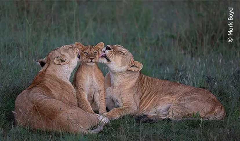 &lsquo;Shared Parenting&rsquo; hasil tangkapan gambar Mark Boyd.