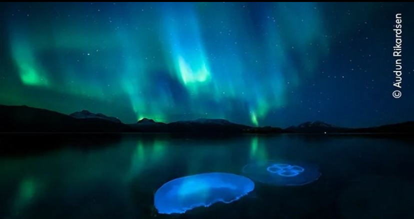 l &lsquo;Aurora Jellies&rsquo; yang berhasil ditangkap oleh Audun Rikardsen.