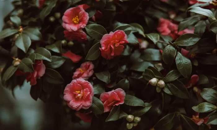 Bunga Mekar Sepenuhnya Dengan Daun Hijau. (sumber: Pexels / ROMA ODINTSOV)