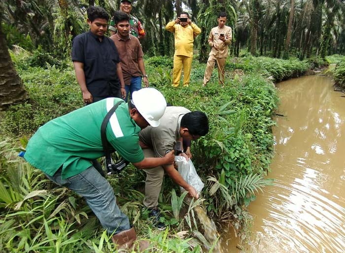 Manajemen PT SKA bersama perangkat pemerintah Kabupaten Rokanhulu melakukan penebaran 8.000 bibit ikan ke Sungai Siabu Sumbek, Dusun III, Desa Sungai Kuning, Kecamatan Rambah Samo, Kabupaten Rohul.