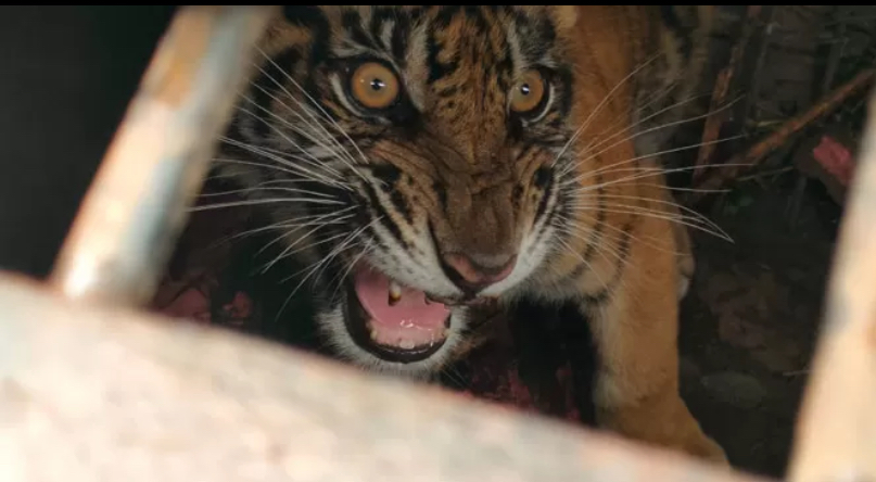 Harimau Sumatera yang berhasil ditangkap oleh BKSD beberapa waktu lalu