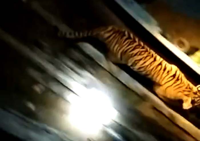 Harimau terekam video saat berkeliling di bangunan sarang walet Teluk Pelekat, sekitar 8 kilometer dari Dusun 3 Sungai Mungkal, Kampung atau Desa Adat Penyengat, Kecamatan Sungai Apit, Kabupaten Siak.