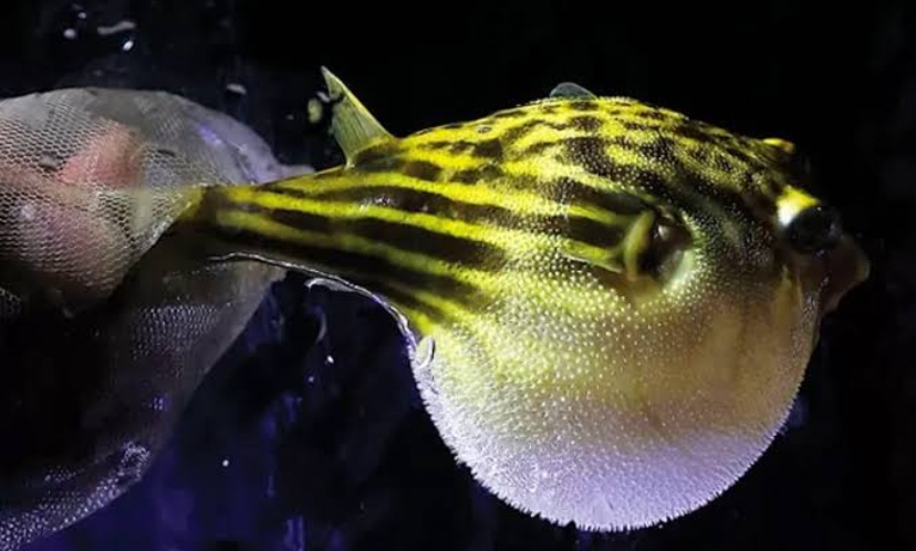 Ikan Buntal