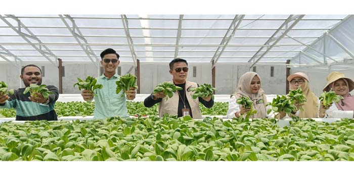 Kepala Disketapang Pekanbaru H Maisisco (tiga kiri) beserta jajaran bersama dengan pengelola Kandis Green Farm Pekanbaru Richard Kellen (kiri) panen sayuran hidropon