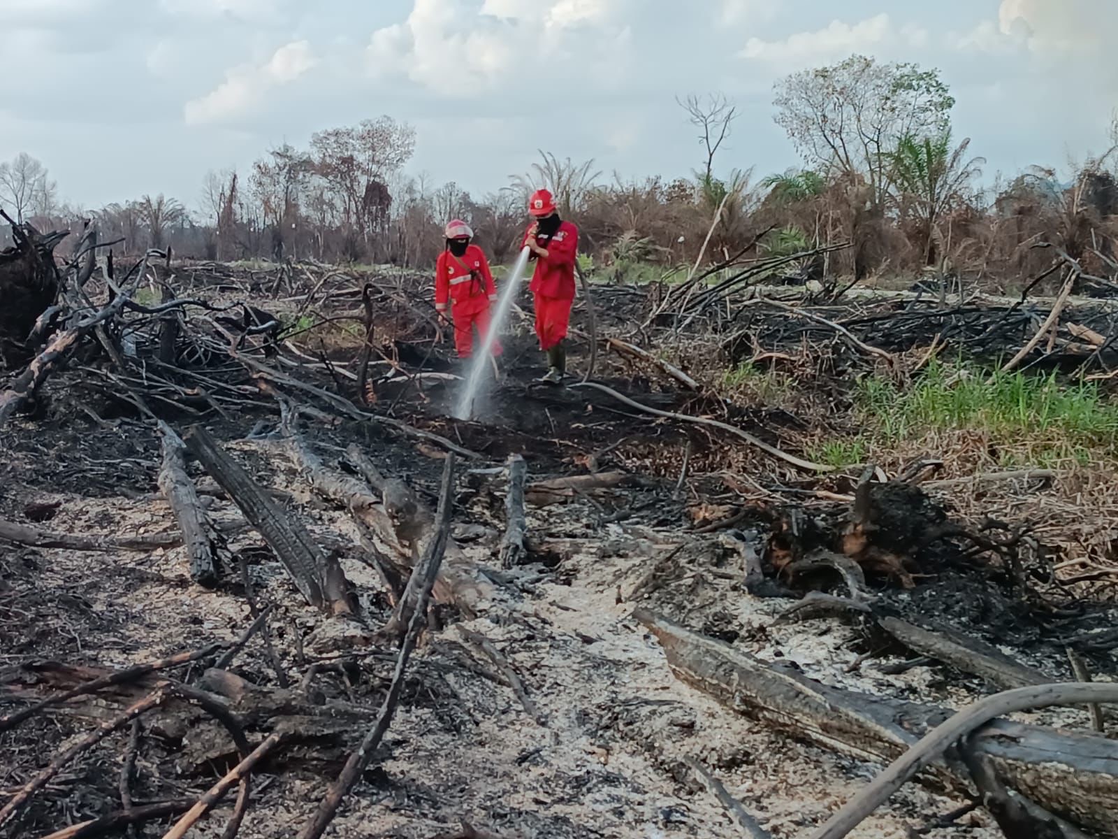 Tim Manggala Agni melakukan pemadaman Karhutla di Kabupaten Kampar, Selasa (19/3/2024).