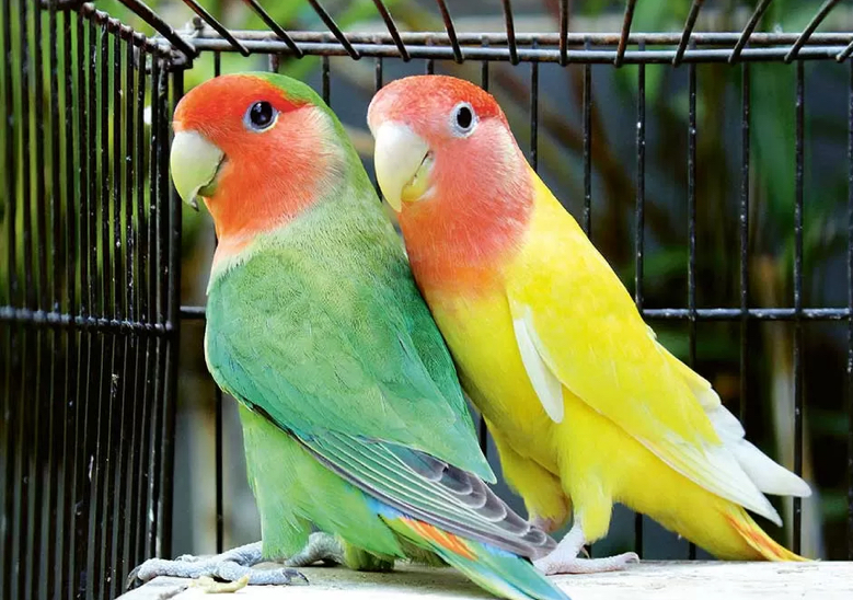 Burung Lovebird